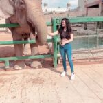Sukirti Kandpal Instagram - Radha the wise elephant . Love at first sight P.s. they've been rescued from a circus makes this even better Emirates Park Zoo & Resort
