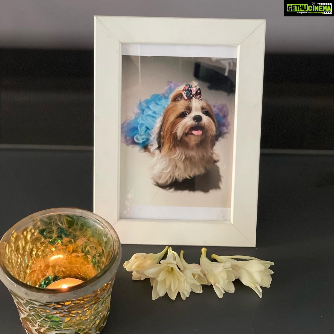 Sumona Chakravarti Instagram - Bubbles & Rooney 🤍🕊️
