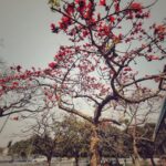 Sumona Chakravarti Instagram - S P R I N G 🌸 Kolkata-Sunderban-Darjeeling #appleiphone #shotoniphone #indianlandscape