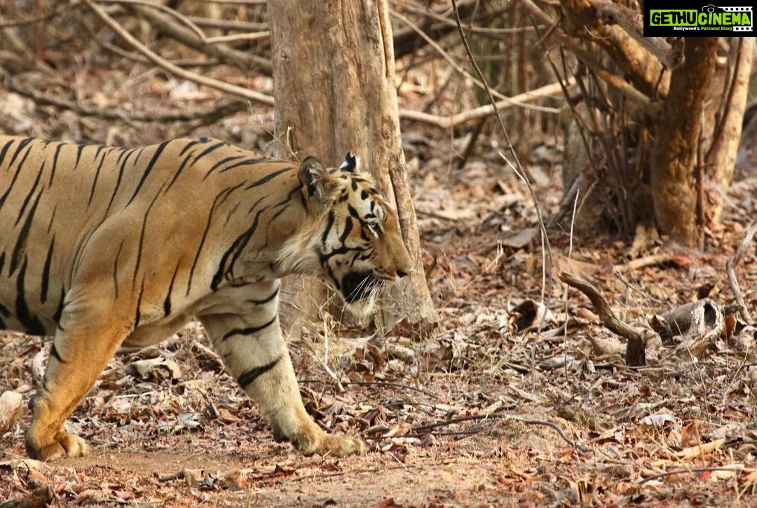 Sumona Chakravarti Instagram - Tadoba National Park - Part I Maaβs bday gift - π
safari. Also my first π
spotting. π A big thank you to @himanshubagde_wildlife & his team at @tadobajunglecamp_ for such a wonderful stay & safari experience! . 1- Maa beti π 2,3,4- Tiger Balaram 5- Sambar Deer 6- Indian Gaur/ Bison 7- Sloth Bear 8,9- Langur monkey 10- Barking deer My first tryst with wildlife photography with a zoom lens π¬ #wildlifephotography #wildlife #indianwildlife #tadobanationalpark #tadobaandharitigerreserve @mytadoba #natgeowild #tigerreserve #tigersafari #tigersofindia #incredibleindia #exploreindia Tadoba-Andhari Tiger Reserve
