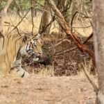 Sumona Chakravarti Instagram - Tadoba National Park - Part I Maa’s bday gift - 🐅 safari. Also my first 🐅 spotting. 😁 A big thank you to @himanshubagde_wildlife & his team at @tadobajunglecamp_ for such a wonderful stay & safari experience! . 1- Maa beti 😉 2,3,4- Tiger Balaram 5- Sambar Deer 6- Indian Gaur/ Bison 7- Sloth Bear 8,9- Langur monkey 10- Barking deer My first tryst with wildlife photography with a zoom lens 😬 #wildlifephotography #wildlife #indianwildlife #tadobanationalpark #tadobaandharitigerreserve @mytadoba #natgeowild #tigerreserve #tigersafari #tigersofindia #incredibleindia #exploreindia Tadoba-Andhari Tiger Reserve