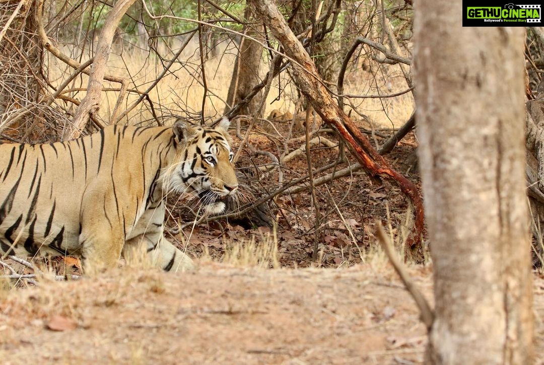 Sumona Chakravarti Instagram - Tadoba National Park - Part I Maaβs bday gift - π
safari. Also my first π
spotting. π A big thank you to @himanshubagde_wildlife & his team at @tadobajunglecamp_ for such a wonderful stay & safari experience! . 1- Maa beti π 2,3,4- Tiger Balaram 5- Sambar Deer 6- Indian Gaur/ Bison 7- Sloth Bear 8,9- Langur monkey 10- Barking deer My first tryst with wildlife photography with a zoom lens π¬ #wildlifephotography #wildlife #indianwildlife #tadobanationalpark #tadobaandharitigerreserve @mytadoba #natgeowild #tigerreserve #tigersafari #tigersofindia #incredibleindia #exploreindia Tadoba-Andhari Tiger Reserve