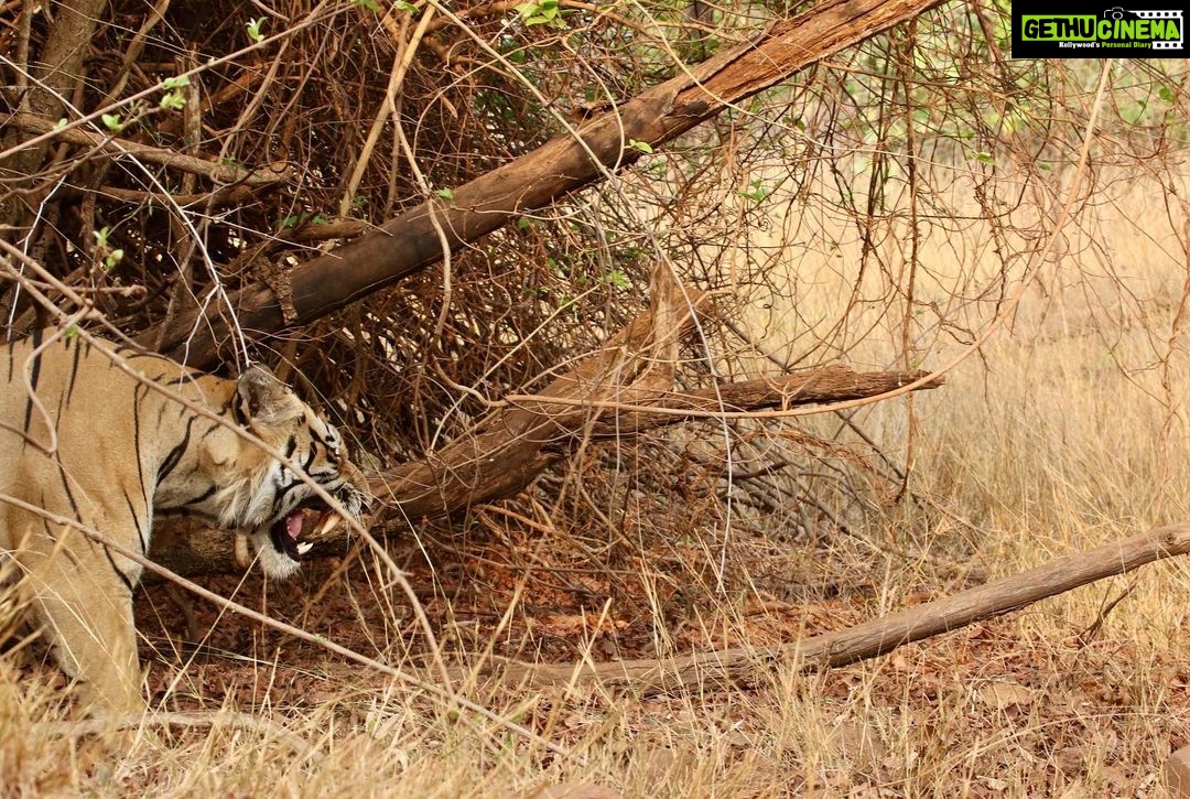 Sumona Chakravarti Instagram - Tadoba National Park - Part I Maaβs bday gift - π
safari. Also my first π
spotting. π A big thank you to @himanshubagde_wildlife & his team at @tadobajunglecamp_ for such a wonderful stay & safari experience! . 1- Maa beti π 2,3,4- Tiger Balaram 5- Sambar Deer 6- Indian Gaur/ Bison 7- Sloth Bear 8,9- Langur monkey 10- Barking deer My first tryst with wildlife photography with a zoom lens π¬ #wildlifephotography #wildlife #indianwildlife #tadobanationalpark #tadobaandharitigerreserve @mytadoba #natgeowild #tigerreserve #tigersafari #tigersofindia #incredibleindia #exploreindia Tadoba-Andhari Tiger Reserve