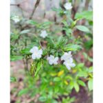 Sumona Chakravarti Instagram - আবার দেখা হবে ধন্যবাদ পশ্চিমবঙ্গ . 🦋🦚🌺 Purulia- Bankura-Birbhum-Alipurduar . #WestBengalDiaries #ShonarBengal #indianlandacape #shotoniphone #applephotography
