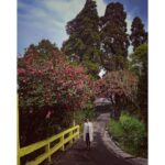 Sumona Chakravarti Instagram - March dump 🌻🐝 Kolkata- Sunderban- Darjeeling 🌸💜🌸 #iphonephotography #shotoniphone #indianlandscape #indiantourism #westbengaltourism #westbengaldiaries #wanderlusttravel #shonarbengal