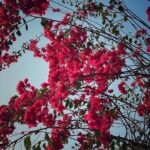 Sumona Chakravarti Instagram - S P R I N G 🌸 Kolkata-Sunderban-Darjeeling #appleiphone #shotoniphone #indianlandscape