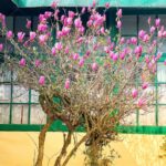 Sumona Chakravarti Instagram - S P R I N G 🌸 Kolkata-Sunderban-Darjeeling #appleiphone #shotoniphone #indianlandscape