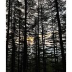 Sumona Chakravarti Instagram - पहाड़ों से बढ़ता प्यार । Part 2 🏔 Mashobra u took my breath away! 💚 Mountains. Snow. Hikes & Sunset in the forest. Cedar & Deodar 🌲 N the miraculous appearance of a 🌈 This picturesque heritage property @wildflowerhall ❣️ . Thank you Universe for letting me witness & experience this beauty! 🧿❤️🙏🏻 . #HimachalDiaries #incredibleindia #gypsysoul #ngtindia #outlooktraveller #desitraveller #wanderlusttravel #indiantourism #travelgram #storiesofindia #indianlandscape #cnntravellerindia #shotoniohone