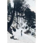 Sumona Chakravarti Instagram - पहाड़ों से बढ़ता प्यार । Part 2 🏔 Mashobra u took my breath away! 💚 Mountains. Snow. Hikes & Sunset in the forest. Cedar & Deodar 🌲 N the miraculous appearance of a 🌈 This picturesque heritage property @wildflowerhall ❣️ . Thank you Universe for letting me witness & experience this beauty! 🧿❤️🙏🏻 . #HimachalDiaries #incredibleindia #gypsysoul #ngtindia #outlooktraveller #desitraveller #wanderlusttravel #indiantourism #travelgram #storiesofindia #indianlandscape #cnntravellerindia #shotoniohone