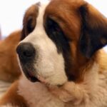 Sumona Chakravarti Instagram - My handsome boy! 🐾 Happy birthday Rooney, my angel in heaven. I love you! 🤍🕊️ It’s Shubho Noboborsho… will eat 1 roshogolla for you. ❤️😘🥰