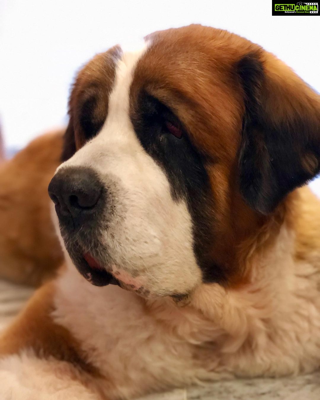 Sumona Chakravarti Instagram - My handsome boy! 🐾 Happy birthday Rooney, my angel in heaven. I love you! 🤍🕊️ It’s Shubho Noboborsho… will eat 1 roshogolla for you. ❤️😘🥰