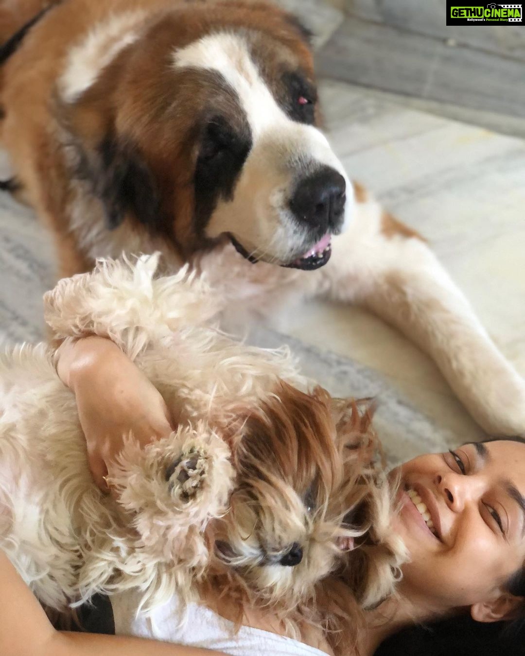 Sumona Chakravarti Instagram - Soaking in furry love thanks to #selfquarantine πΆπ . And Dogs do not contract Covid-19. STOP abandoning them. #petsofinstagram #petowner #furryfriends #dogparent #socialdistancing #stayathome @my_bmc @mybmchealthdept @tedthestoner @amtmindia @petaindia