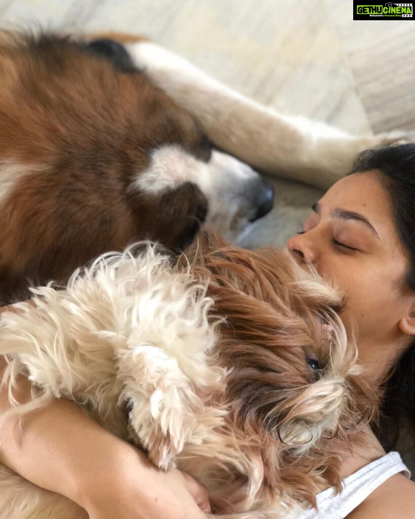 Sumona Chakravarti Instagram - Soaking in furry love thanks to #selfquarantine 🐶💟 . And Dogs do not contract Covid-19. STOP abandoning them. #petsofinstagram #petowner #furryfriends #dogparent #socialdistancing #stayathome @my_bmc @mybmchealthdept @tedthestoner @amtmindia @petaindia