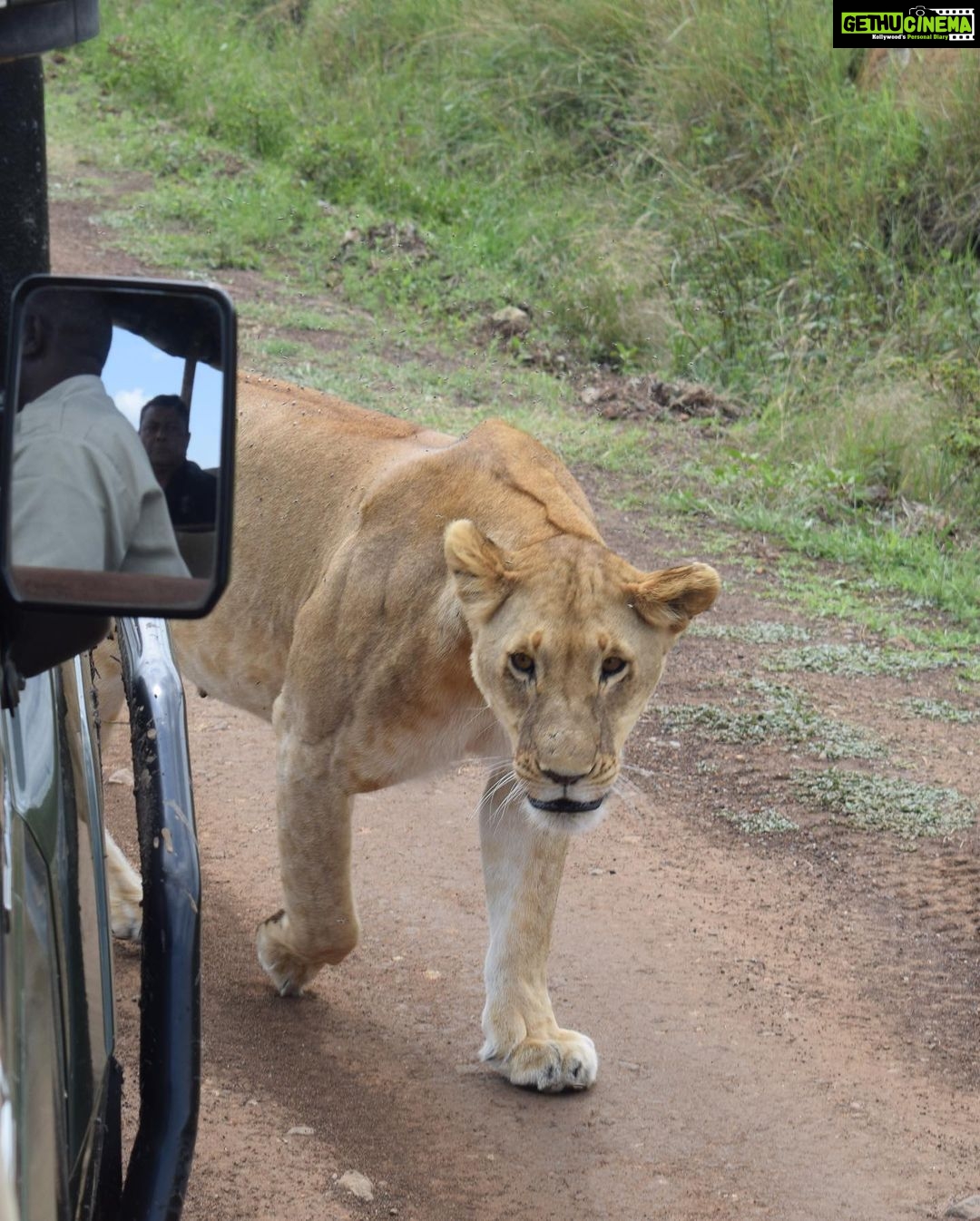 Sumona Chakravarti Instagram - TAKE ME BACK to the wild please! 🦁 🦒 🐆 🐘 . . #throwback #safari #wildlife #safarivacation #kenyansafari #tazamaafricaholidays