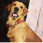 Swati Kapoor Instagram - Kasper Kapoor (2010-2020) Best dog, son, brother, friend and much more. The one who only knew how to love. My forever good boy.
