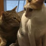 Upasana Singh Instagram – My beautiful babies cheeku and Laddu💕