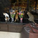 Upasana Singh Instagram - My three babies 💖💖💖💖💖🌷🌷🌷🌷🤗