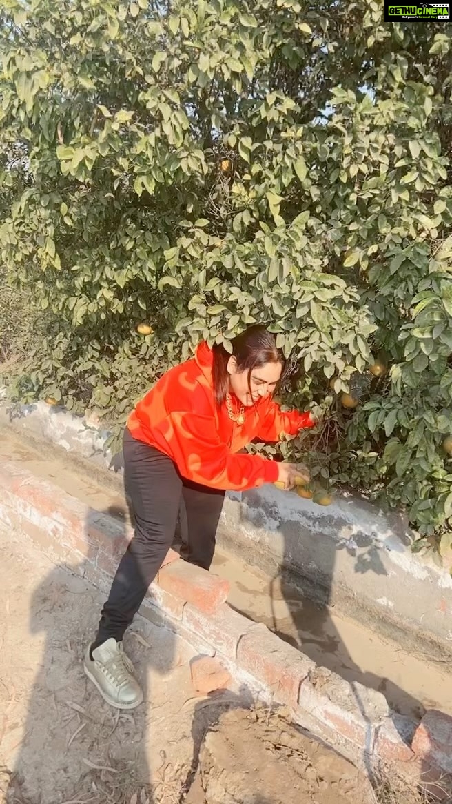 Afsana Khan Instagram - दिन दहाड़े Chori krde hoe chor 🍊👌🍊 hello fans orange khalo 👌💛 ਜੱਦੀ ਪਿੰਡ ਗਿੱਦੜਬਾਹਾ