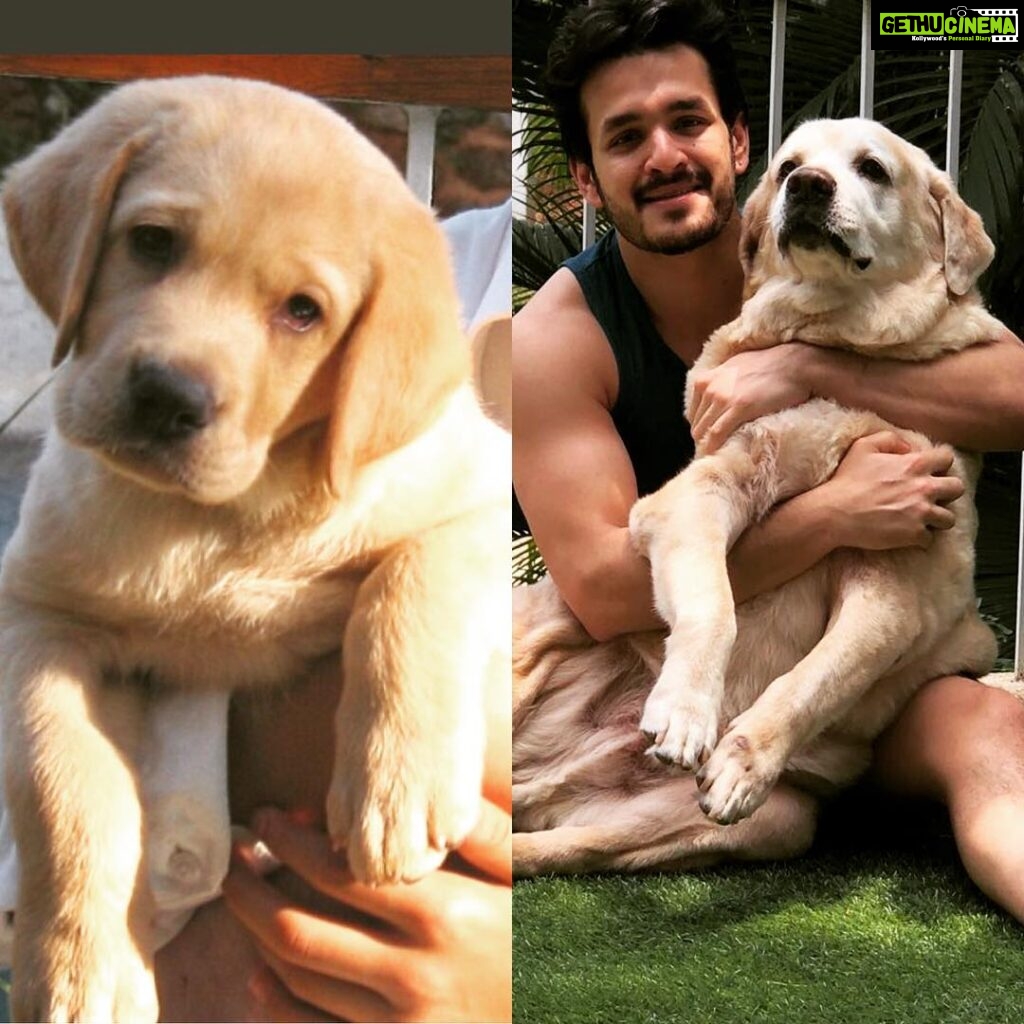Akhil Akkineni Instagram - I will miss you forever my friend ..... my best friend. 13 years of happiness is all you gave me. My first dog, my first bond with an animal which I will never forget. I was blessed to have you. Thank you for everything my dearest Leo. I love you and I will miss you forever. My life won’t be the same with out you. Rest in peace