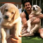 Akhil Akkineni Instagram – I will miss you forever my friend ….. my best friend. 13 years of happiness is all you gave me. My first dog, my first bond with an animal which I will never forget. I was blessed to have you. Thank you for everything my dearest Leo. I love you and I will miss you forever. My life won’t be the same with out you. Rest in peace