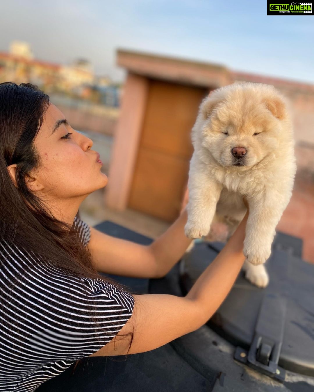 Amritha Aiyer - 308.2K Likes - Meet my new baby brother ❤️ Fluffy ❤️
Welcome to our family my little one 🐾
#fluffy#chowchow
