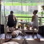 Ankita Lokhande Instagram - Lokhande family ka su-paw-star hatchi baby turns 5 today! Did someone say cake? Today means extra treats. Happy Barkday, and furry more hatchi boii. Keep calm & pawty on 🥳 I hope you have a wonder-fur day! The cutest furry & fur-ever friend hatchiko 😘 ••• #HappyBirthday #Hatchi #Hatchiko #Happy5Years #5YearsOld #HatchiLokhande #MummaKaBeta #HatchiBaby #Furry #Friend #Love #Family #Birthday #Celebration #AnkitaLokhandeJain #VikasJain #VickyJain #AnkitaLokhande #Labrador #LabsOfInstagram #LabradorRetriever #LabLove #DogsOfInstagram #Cutest #Doggo #Treats #Pawty #FurBaby #ReelItFeelIt #Explore Ｈａｐｐｙ・Ｂｉｒｔｈｄａｙ