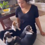Apsara Rani Instagram – Meeting @princeharry18_ and Kiwi’s kids for the first time🐶🐾
.
.
.
#beaglepuppies #harrythebeagle #apsara #apsararani