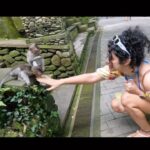 Apsara Rani Instagram - Lil angels🐒🐒❤️