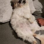 Archana Suseelan Instagram – Most pampered dog #petlovers#pet#familymember