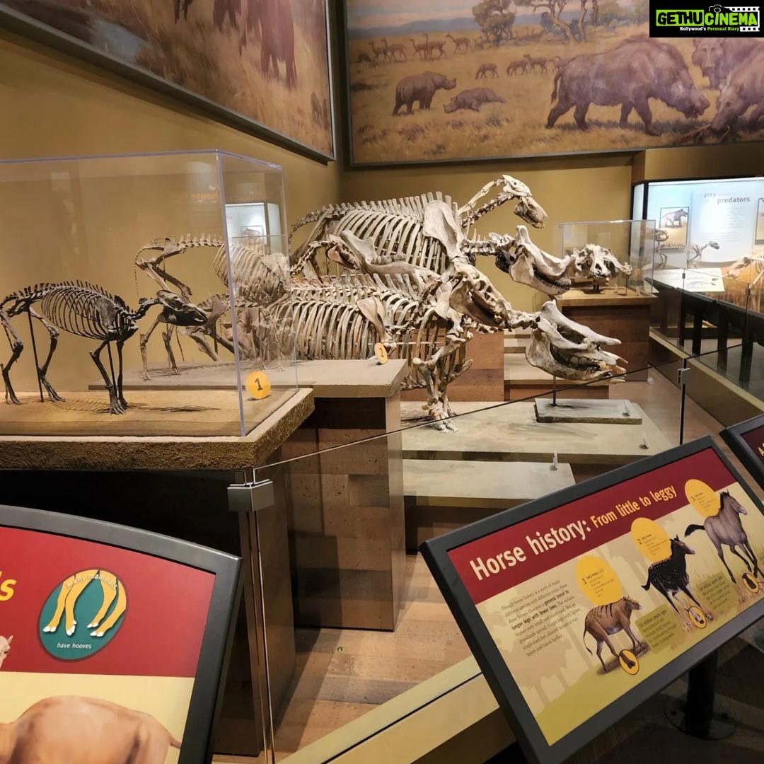 Archana Suseelan Instagram - Field Museum