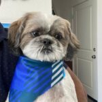 Archana Suseelan Instagram - My handsome Piku😍 got his haircut done . Can't wait to see him and pamper him 🥰 #pet #petlovers #mybaby #shitzu