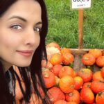 Celina Jaitly Instagram - #FromTheDeskOfCelinaJaitly MY ALPINE LIFE | AUSTRIA Pumpkin 🎃 Pumpkin 🎃 On The Wall Who Is The Orangest Of Them All !!! Halloween is coming and here in Austria they say “A pumpkin a day keeps the goblins away!” In our part of Austria we can just go to a pumpkin field pick one and leave the money as displayed by the farmer in a little money box. The farmer-customer trust is as heart warming as a spiced pumpkin latte and no one breaks that trust this side of the world !! After you are done cooking the traditional Austrian pumpkin soup with the pulp the real treasure are the Austrian pumpkin seeds from our state STEIERMARK/ STYRIA. These are not your ordinary pumpkin seeds as these are significantly higher in nutrients than any other variety of seeds.( B-vitamins, vitamin E and K, potassium, magnesium, manganese, phosphorus, iron, zinc, selenium, and copper) Austrian pumpkin seeds come from Styrian pumpkins and are unique because about 100 years ago, these seeds lost their wooden shell due to a mutation. Only a tiny silver-colored membrane protects the seed, making the entire seed edible. I personally take humongous advantage of living in Austria and eat Styrian pumpkin seeds with almost everything including drizzling the dark Green oil which comes from these seeds on all my salads. It’s called “Kernel Öl” in German and has been famously Christened as “Green Gold” due to its many nutritional optimisations. It is healthy, high in fiber, high in vitamin E, contains 30% polyunsaturated fatty acids and is allergen-free. So next time you see a pumpkin do think of all the wonderful goodness within it specifically if it’s an Austrian pumpkin from Steiermark!! #halloween #pumpkin #pumpkinpatch #austria #austrian #austriangirl #steiermark #steiermark💚 #kürbis #celina #celinajaitly #celinajaitley #visitaustria #bollywood #beautyqueen #missindia #missuniverse #myalpinelife #alpinelife Austria, Europe