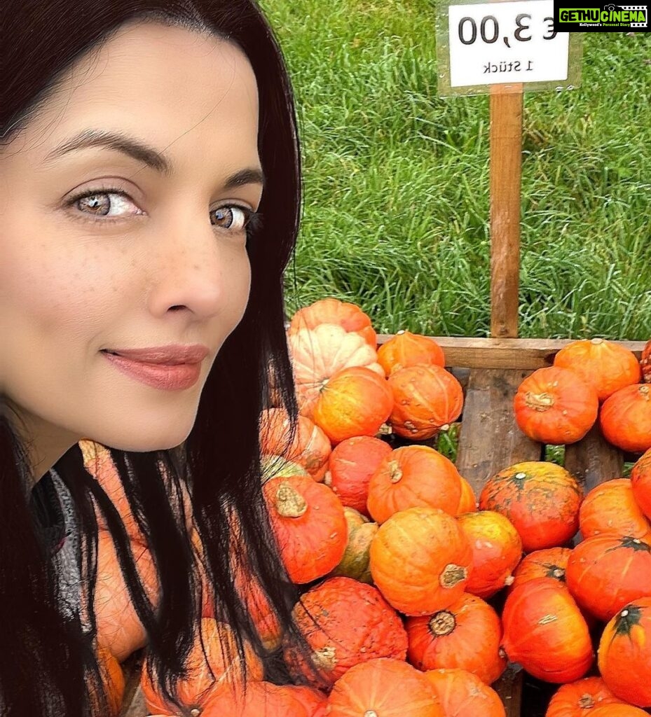 Celina Jaitly Instagram - #FromTheDeskOfCelinaJaitly MY ALPINE LIFE | AUSTRIA Pumpkin 🎃 Pumpkin 🎃 On The Wall Who Is The Orangest Of Them All !!! Halloween is coming and here in Austria they say “A pumpkin a day keeps the goblins away!” In our part of Austria we can just go to a pumpkin field pick one and leave the money as displayed by the farmer in a little money box. The farmer-customer trust is as heart warming as a spiced pumpkin latte and no one breaks that trust this side of the world !! After you are done cooking the traditional Austrian pumpkin soup with the pulp the real treasure are the Austrian pumpkin seeds from our state STEIERMARK/ STYRIA. These are not your ordinary pumpkin seeds as these are significantly higher in nutrients than any other variety of seeds.( B-vitamins, vitamin E and K, potassium, magnesium, manganese, phosphorus, iron, zinc, selenium, and copper) Austrian pumpkin seeds come from Styrian pumpkins and are unique because about 100 years ago, these seeds lost their wooden shell due to a mutation. Only a tiny silver-colored membrane protects the seed, making the entire seed edible. I personally take humongous advantage of living in Austria and eat Styrian pumpkin seeds with almost everything including drizzling the dark Green oil which comes from these seeds on all my salads. It’s called “Kernel Öl” in German and has been famously Christened as “Green Gold” due to its many nutritional optimisations. It is healthy, high in fiber, high in vitamin E, contains 30% polyunsaturated fatty acids and is allergen-free. So next time you see a pumpkin do think of all the wonderful goodness within it specifically if it’s an Austrian pumpkin from Steiermark!! #halloween #pumpkin #pumpkinpatch #austria #austrian #austriangirl #steiermark #steiermark💚 #kürbis #celina #celinajaitly #celinajaitley #visitaustria #bollywood #beautyqueen #missindia #missuniverse #myalpinelife #alpinelife Austria, Europe