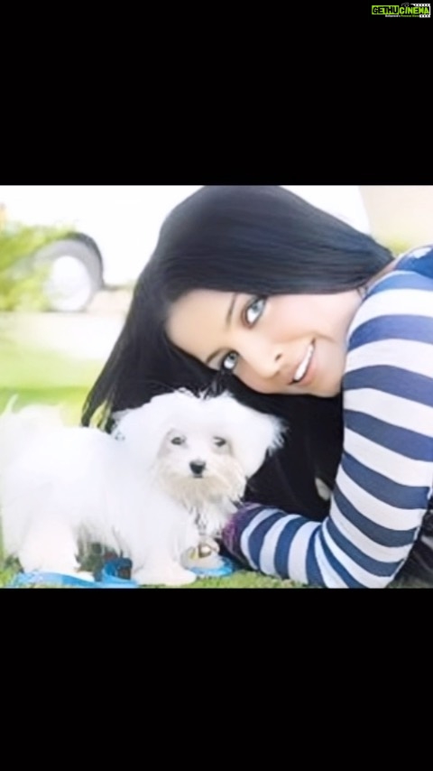 Celina Jaitly Instagram - GOOBLEE 2009-2022 @celinajaitlyofficial : He came all the way from Singapore and lit my life up,l. Before I knew it he had won over my Mother who was “afraid” of Dogs all her life and gave great comfort to her by becoming her loyal miniature companion. He went cross country driving with my very adventurous parents and travelled the whole of India on expeditions. Following my parents passing he was adopted by my best friend @ragebydkloset and his husband @ashishsrivastava who loved and cared for him like their own baby. He left us yesterday having impacted all our lives on so many different levels Mumbai, Maharashtra
