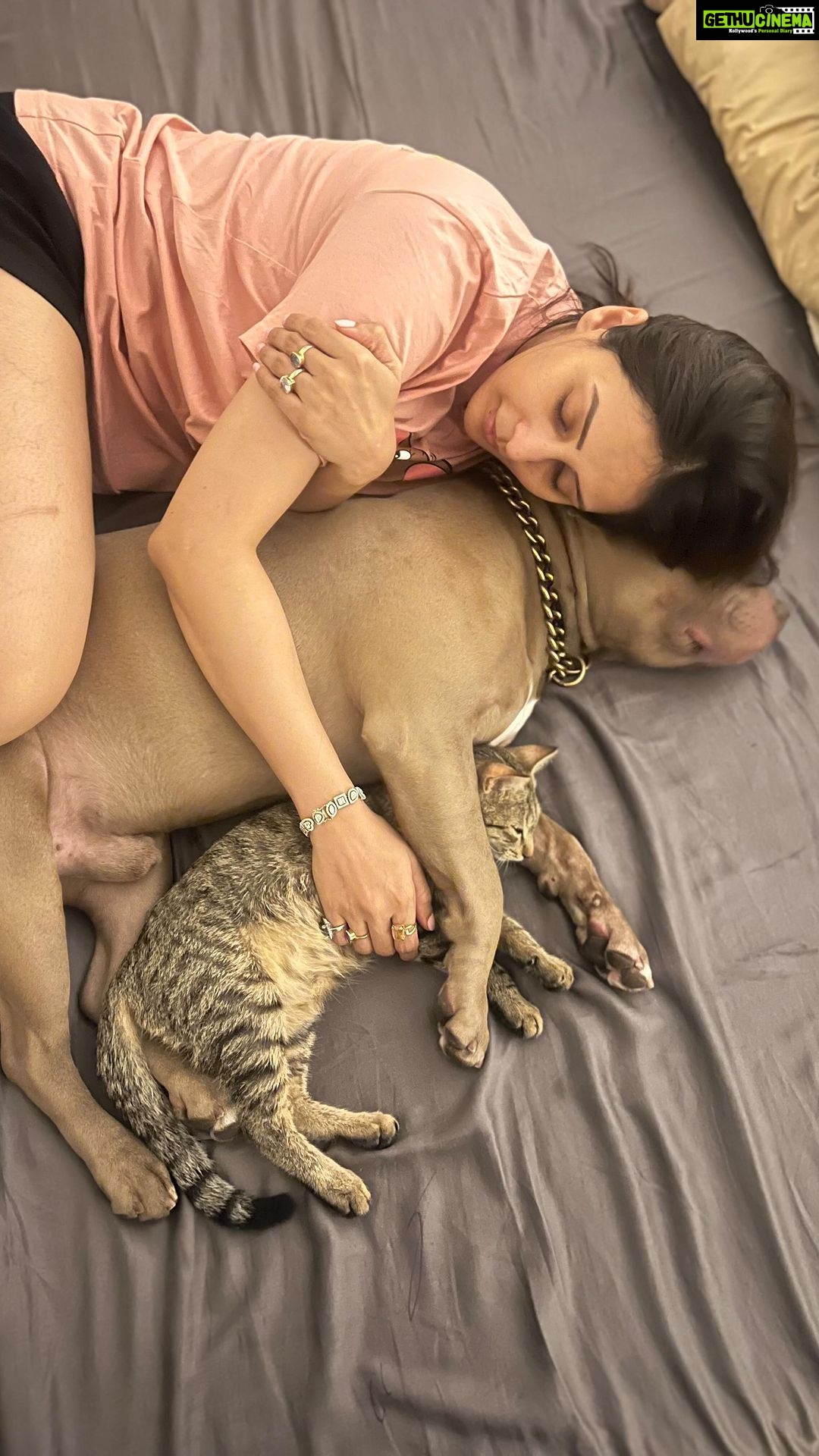 Chahatt Khanna Instagram - So lucky to have this boy in my life #Sultan #babyboy #myboy #chahatkhannna #puppylove #pittbull