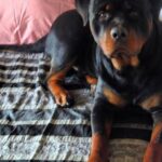 Chahatt Khanna Instagram - You took my soul away with you Azu .. can never be the same after today . #rip my baby .. ill meet you on the other side soon.. #azlanmerijaan