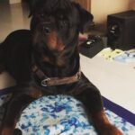 Chahatt Khanna Instagram - You took my soul away with you Azu .. can never be the same after today . #rip my baby .. ill meet you on the other side soon.. #azlanmerijaan