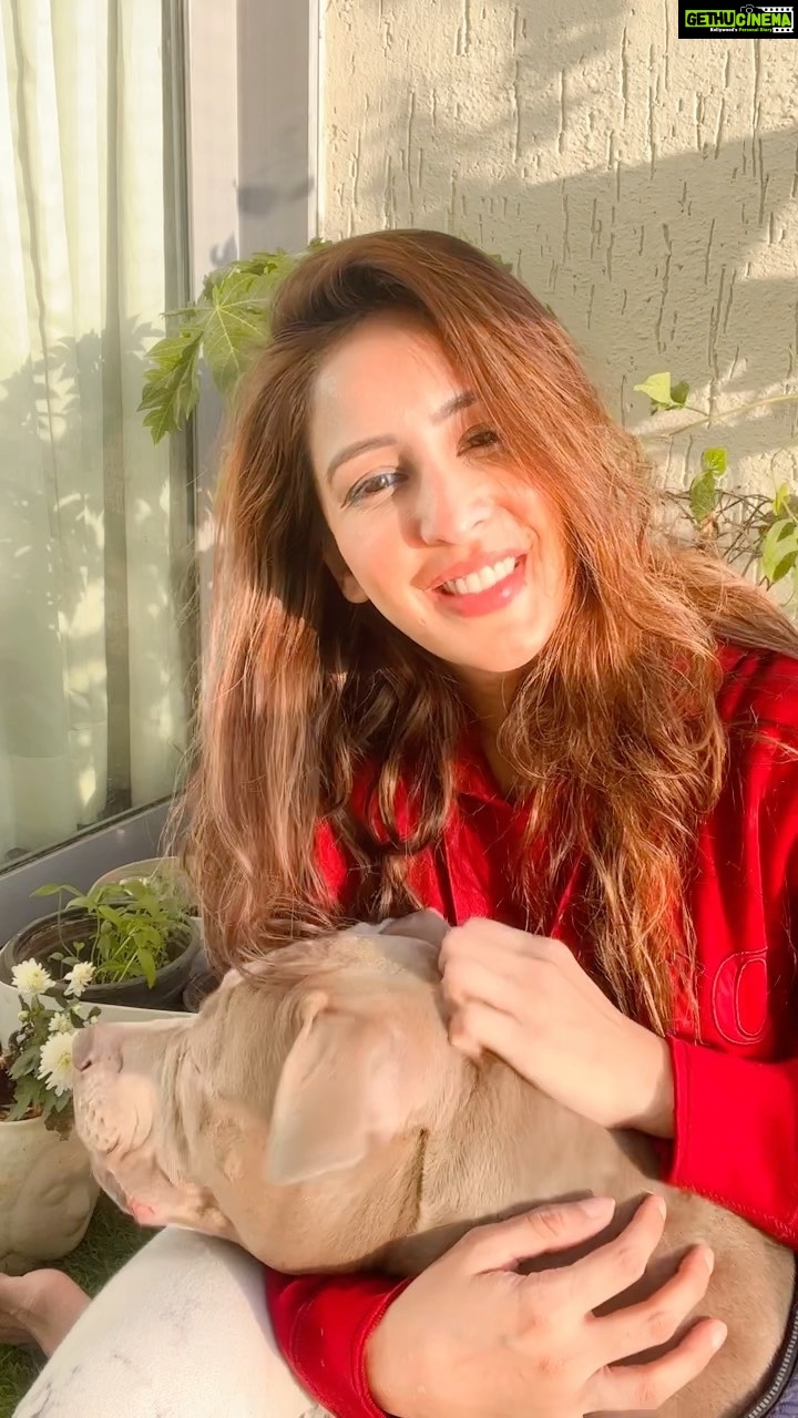 Chahatt Khanna Instagram - Some sunshine with my babyboy @babyboysultankhanna #reelsinstagram #reel #chahattkhanna #sultan #dogsofinstagram #dog #puppy #puppiesofinstagram #pitbull #baby #boy #sunset #garden #evening #reelkarofeelkaro #trendingreels #dogreels #love #beauty #hairstyles #haircolor