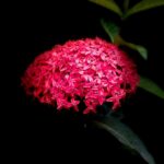 Deepthi Manne Instagram - Live and let live #redixoracoccinea #homegarden #flowerlove