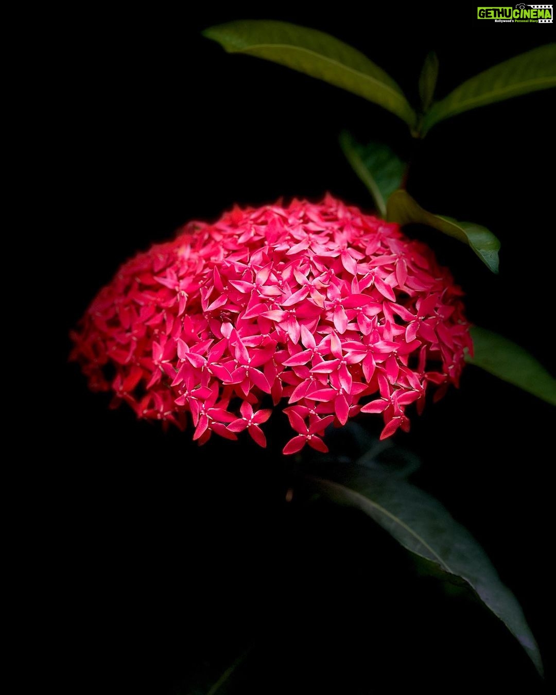 Deepthi Manne Instagram - Live and let live #redixoracoccinea #homegarden #flowerlove
