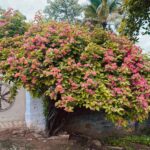 Deepthi Manne Instagram – I’ve found so much  healing through in taking care of my plants • it’s meditative and grounding! I hope that your plants bring you the same feeling!