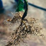 Deepthi Manne Instagram - There is something so incredibly beautiful about seeing the roots of your plant. She is glorious! Above ground and below. ✨Am I the only human that appreciates seeing the roots? ✨