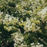Deepthi Manne Instagram - When in doubt, add flowers Garden of dreams 🌱