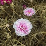 Deepthi Manne Instagram - Definitely my plant of the week! #naturebrilliance #juststayandwonder