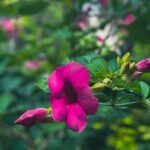 Deepthi Manne Instagram - Allamanda blanchetii 💓