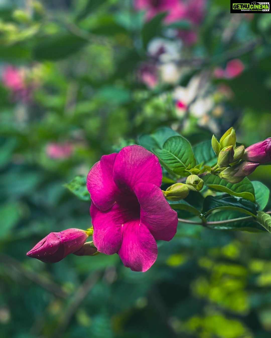 Deepthi Manne Instagram - Allamanda blanchetii 💓