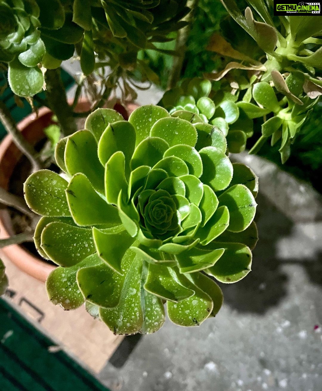 Deepthi Manne Instagram - Irish rose 💚
