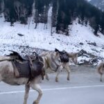 Falaq Naaz Instagram - Beshak 💕 . . . #trendingreels #foryou #kashmir #snow #slomo #travelgram #travelphotography #falaqnaaz #reels #reelitfeelit #explorepage #viral #reels #allah #motivation