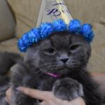 Hamida Khatoon Instagram - Happy birthday apple ♾️❤️ #hamida #hamidakhatoon #happyhamida #apple #birthday #cat #animallovers