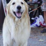 Ira Khan Instagram - Dogs of Cervia🐕‍🦺 Or Dogs of Ironman Emilia-Romagna? #dogsofinstagram #dogs #ironmanemiliaromagna #ironman Cervia, Italy